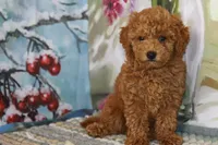 Kelly, a female Poodle - Toy  for sale in Danville, PA – 1 of 3