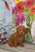 Kelly, a female Poodle - Toy  for sale in Danville, PA – 2 of 3