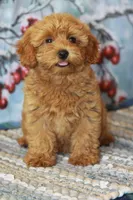Blessing, a female Yorkipoo for sale in Danville, PA – 2 of 4