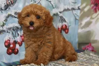Blessing, a female Yorkipoo for sale in Danville, PA – 3 of 4