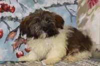 Pansy, a female Havanese for sale in Danville, PA – 1 of 3
