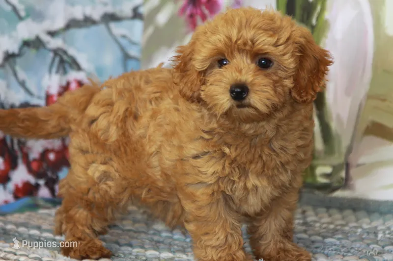 Blessing – Yorkipoo puppy for sale in Danville, PA
