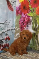 Kelly, a female Poodle - Toy  for sale in Danville, PA – 3 of 3