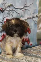 Petals, a female Havanese for sale in Danville, PA – 3 of 3