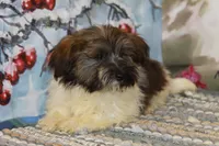 Pansy, a female Havanese for sale in Danville, PA – 3 of 3