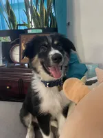 Rooster, a male Australian Shepherd for sale in Farmington, MO – 2 of 3