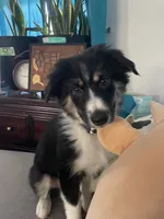Rooster, a male Australian Shepherd for sale in Farmington, MO – 3 of 3