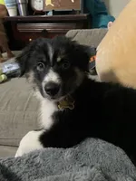 Rooster, a male Australian Shepherd for sale in Farmington, MO – 1 of 3