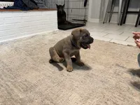 Blue Collar Male, a male Cane Corso for sale in Franklin, VA – 3 of 7