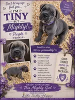 Purple Collar Female, a female Cane Corso for sale in Franklin, VA – 3 of 5