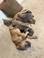 Blue Collar Male, a male Cane Corso for sale in Franklin, VA – 7 of 7