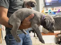 Purple Collar Female, a female Cane Corso for sale in Franklin, VA – 4 of 5