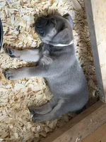 Cream Collar Female, a female Cane Corso for sale in Franklin, VA – 3 of 5