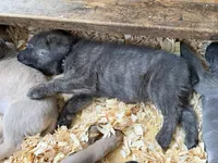 Black Collar Male, a male Cane Corso for sale in Franklin, VA – 4 of 4