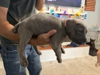Red Collar Female, a female Cane Corso for sale in Franklin, VA – 3 of 4