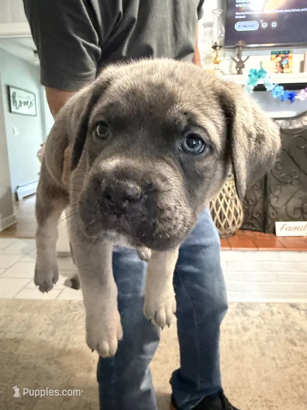 Cream Collar Female – Cane Corso puppy for sale in Franklin, VA
