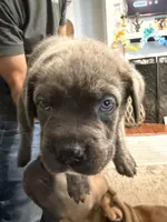 Blue Collar Male, a male Cane Corso for sale in Franklin, VA – 2 of 7
