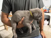 Yellow Collar Female, a female Cane Corso for sale in Franklin, VA – 3 of 5