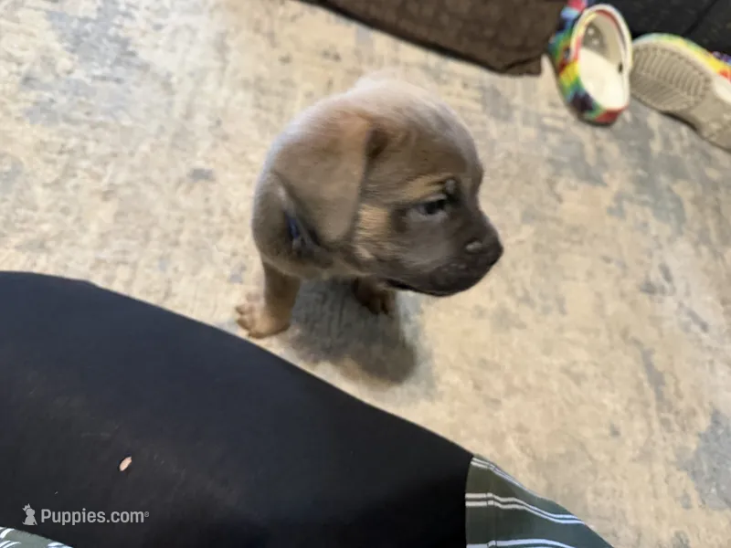 Blue Collar Male – Cane Corso puppy for sale in Franklin, VA