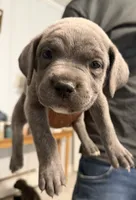 Purple Collar Female, a female Cane Corso for sale in Franklin, VA – 2 of 5