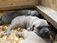 Pink Collar Female, a female Cane Corso for sale in Franklin, VA – 3 of 5