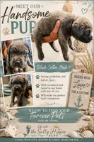 Black Collar Male, a male Cane Corso for sale in Franklin, VA – 2 of 4