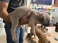Pink Collar Female, a female Cane Corso for sale in Franklin, VA – 4 of 5