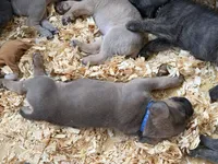 Blue Collar Male, a male Cane Corso for sale in Franklin, VA – 4 of 7