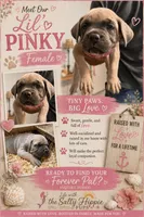 Pink Collar Female, a female Cane Corso for sale in Franklin, VA – 2 of 5