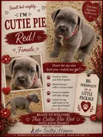Red Collar Female, a female Cane Corso for sale in Franklin, VA – 2 of 4