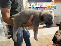 Cream Collar Female, a female Cane Corso for sale in Franklin, VA – 4 of 5