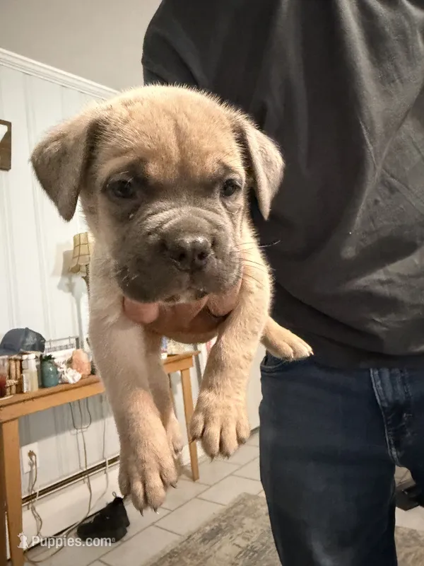 Orange Collar Male – Cane Corso puppy for sale in Franklin, VA