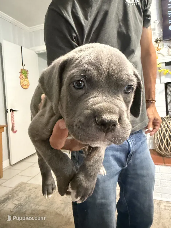 Purple Collar Female – Cane Corso puppy for sale in Franklin, VA