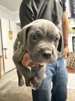 Purple Collar Female, a female Cane Corso for sale in Franklin, VA – 1 of 5