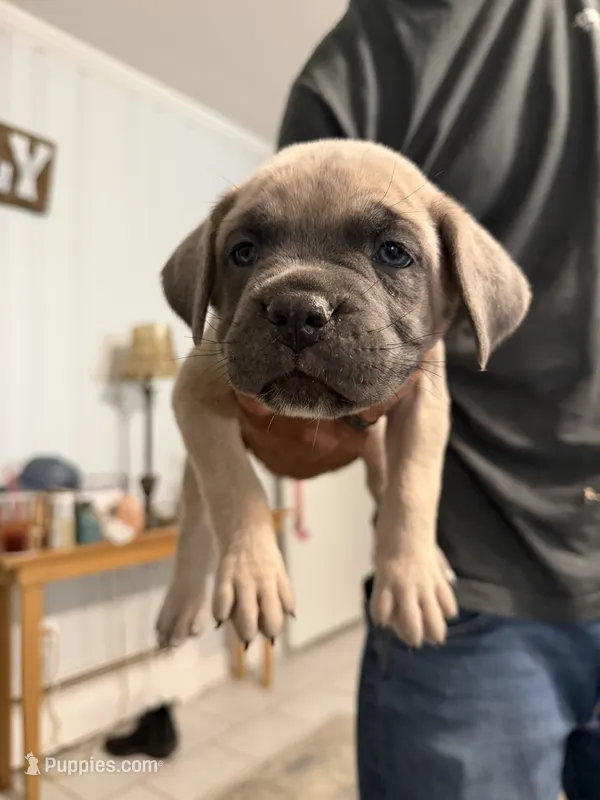 Pink Collar Female – Cane Corso puppy for sale in Franklin, VA