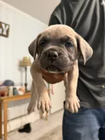 Pink Collar Female, a female Cane Corso for sale in Franklin, VA – 1 of 5