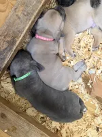 Pink Collar Female, a female Cane Corso for sale in Franklin, VA – 5 of 5