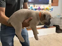 Orange Collar Male, a male Cane Corso for sale in Franklin, VA – 3 of 4