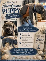 Blue Collar Male, a male Cane Corso for sale in Franklin, VA – 6 of 7