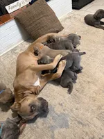Yellow Collar Female, a female Cane Corso for sale in Franklin, VA – 5 of 5