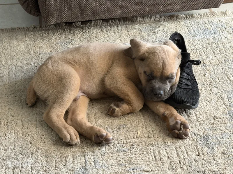 Orange Collar Male – Cane Corso puppy for sale in Franklin, VA