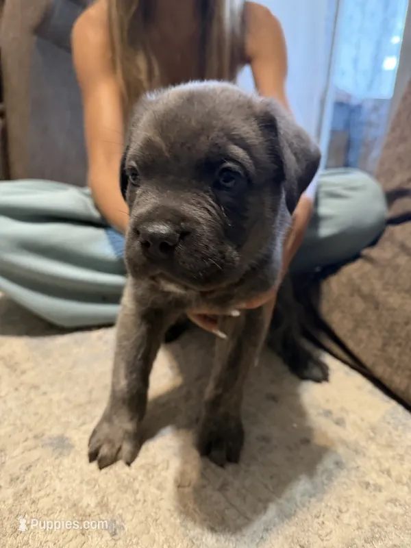 Black Collar Male – Cane Corso puppy for sale in Franklin, VA
