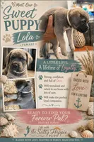 Cream Collar Female, a female Cane Corso for sale in Franklin, VA – 2 of 5