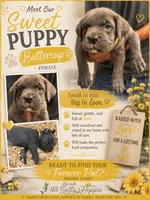 Yellow Collar Female, a female Cane Corso for sale in Franklin, VA – 4 of 5