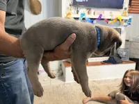 Blue Collar Male, a male Cane Corso for sale in Franklin, VA – 5 of 7