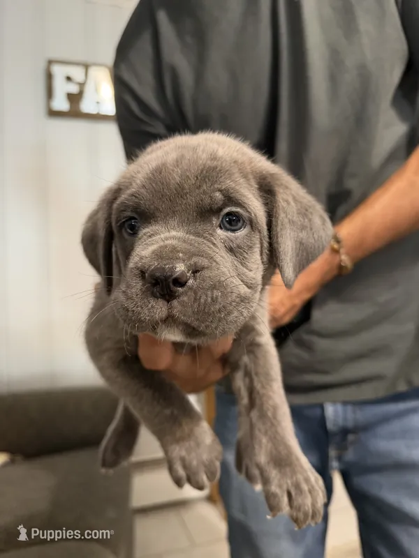 Yellow Collar Female – Cane Corso puppy for sale in Franklin, VA