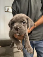 Yellow Collar Female, a female Cane Corso for sale in Franklin, VA – 1 of 5