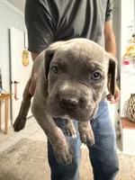 Red Collar Female, a female Cane Corso for sale in Franklin, VA – 1 of 4