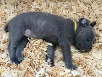 Yellow Collar Female, a female Cane Corso for sale in Franklin, VA – 2 of 5
