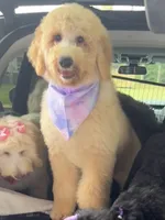 Marissa, a female Goldendoodle and Labradoodle for sale in Charleston, SC – 2 of 4